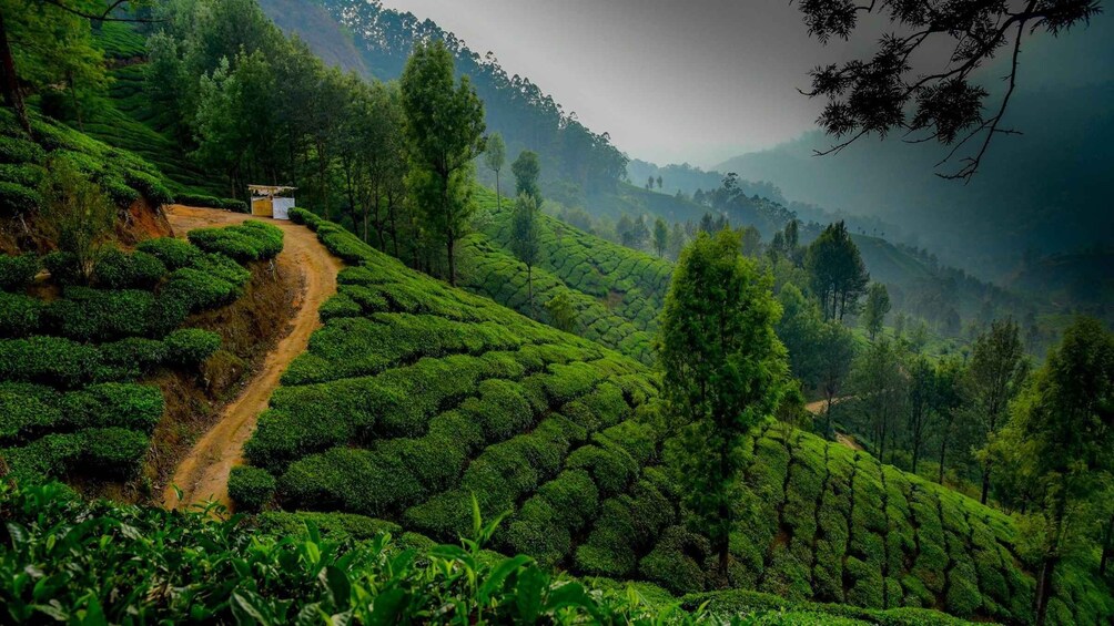 A lush tea plantation with terraced rows of tea bushes, a dirt path, and a small structure. 3
