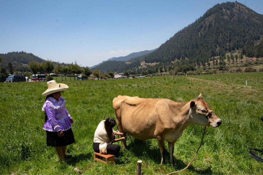 A woman in traditional attire with a cow in a grassy field, mountains in the background. 2