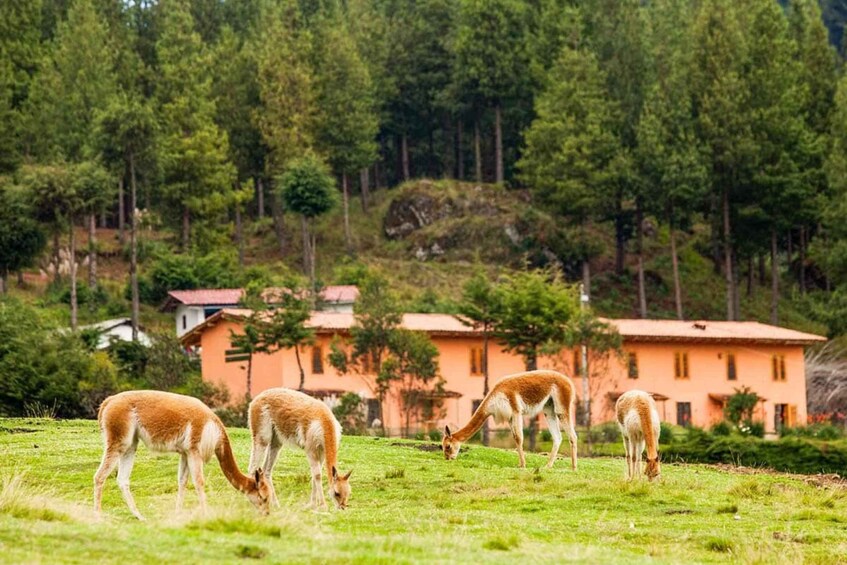 Three deer grazing in a grassy field with a forested hillside and houses in the background. 1