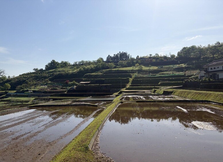 Terraced rice fields, a water body, and a building on a hillside. 5