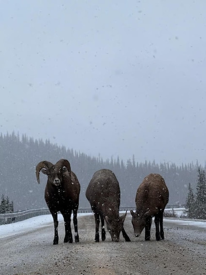 Three bighorn sheep grazing on a road during snowfall. 2