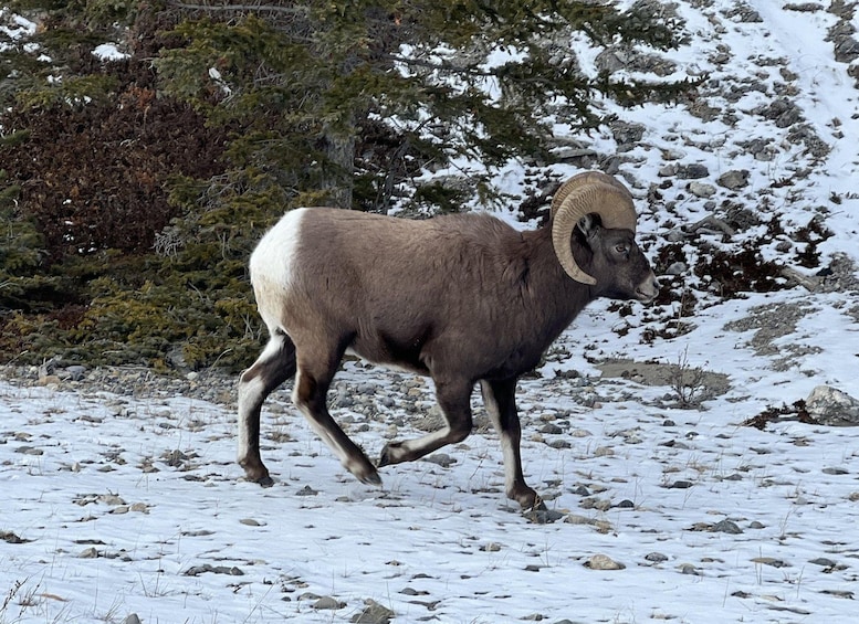 A bighorn sheep running across a snowy landscape with rocky terrain and coniferous trees. 4
