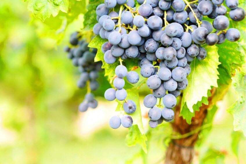 A bunch of grapes on a vine. 4