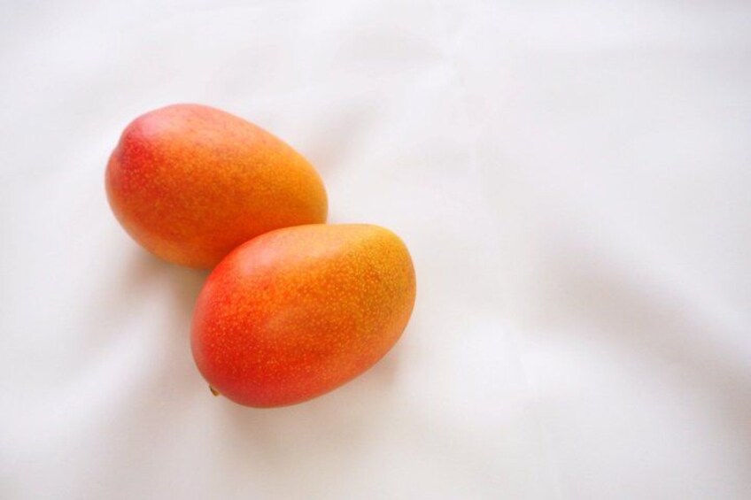 Two mangoes on a white background. 2