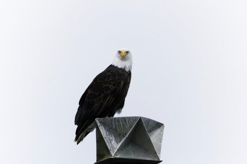 An eagle perched on a metal structure. 3