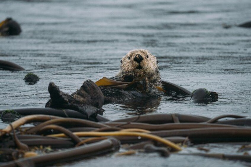 An otter floating on water with seaweed. 1