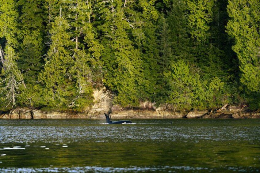 A whale breaching near a forested shoreline. 4