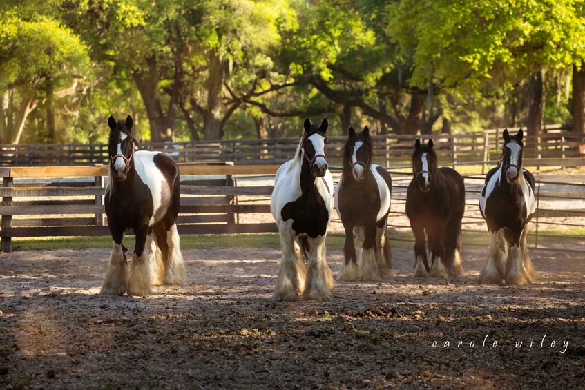 A group of horses in a fenced area with trees in the background. 3