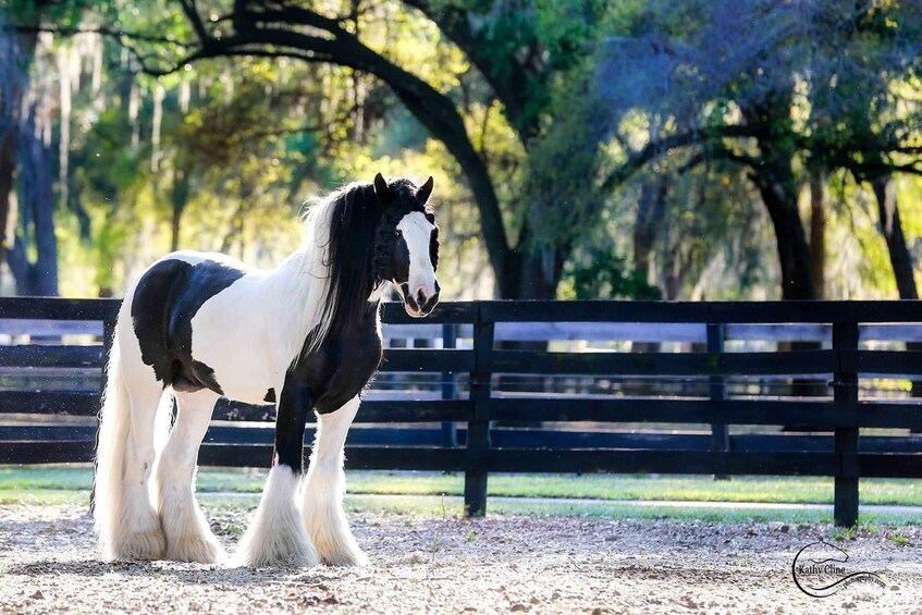 A black and white horse standing in a fenced area with trees in the background. 1