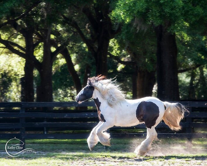 A horse running in a grassy area with trees in the background. 4
