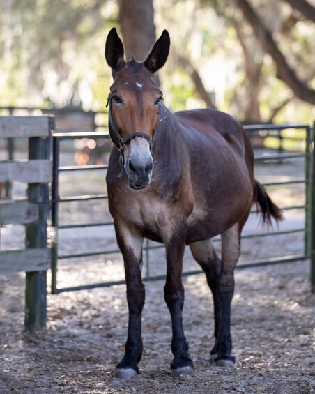 A brown horse standing in a fenced area with a wooden post and a metal gate in the background. 2