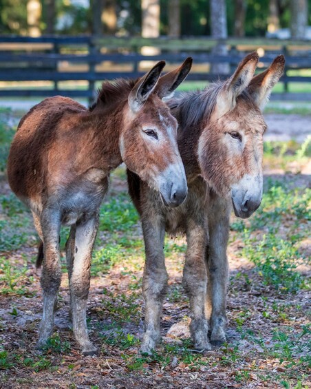 Two donkeys standing on a dirt path with grass and trees in the background. 5