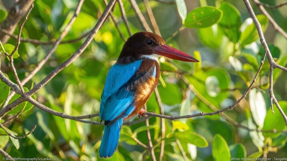 A white-throated kingfisher perched on a branch. 3