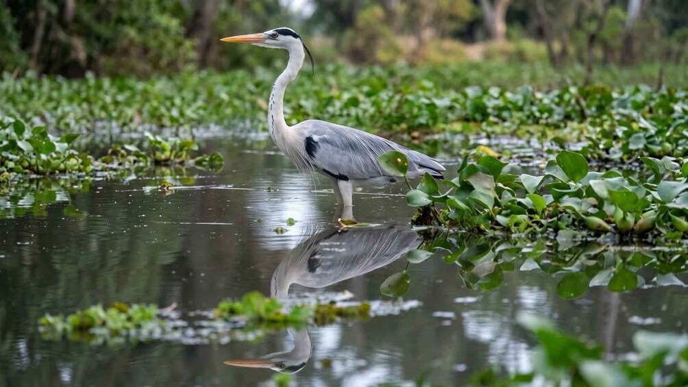 A heron standing in a water body surrounded by green vegetation. 2