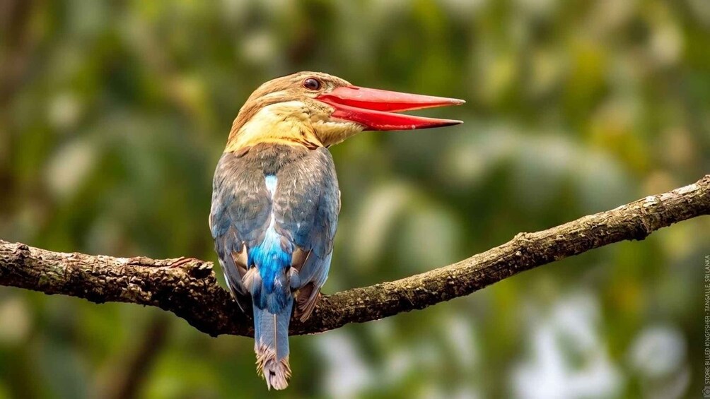 A bird with a long red beak perched on a branch. 4