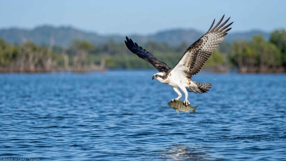 An osprey flying over water with a fish in its talons. 1