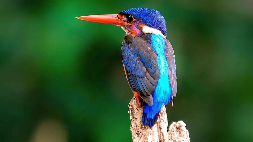 A colorful bird perched on a branch. 5