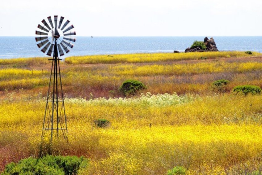 A windmill in a field with yellow flowers and a rock formation in the distance. 3