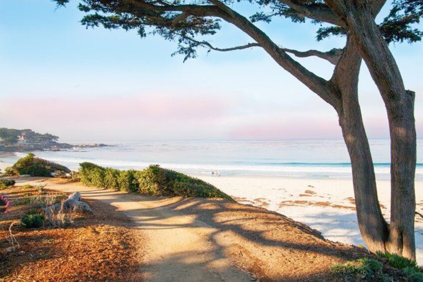 A coastal path with a large tree, beach, and ocean. 2