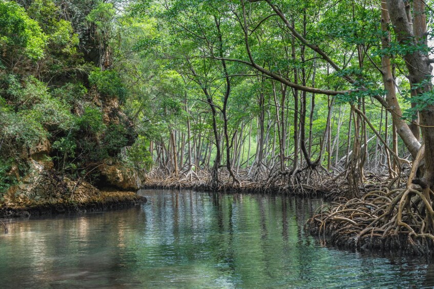 A mangrove forest with dense vegetation and a calm water body. 3