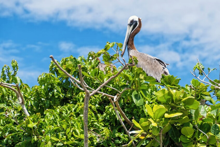 A pelican perched on a tree branch with lush green foliage and a clear blue sky in the background. 1