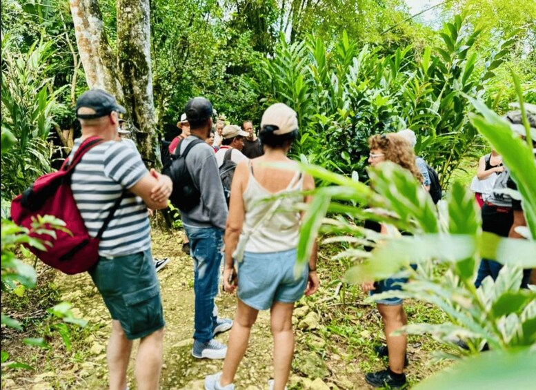 A group of people walking on a forest trail surrounded by dense vegetation. 5