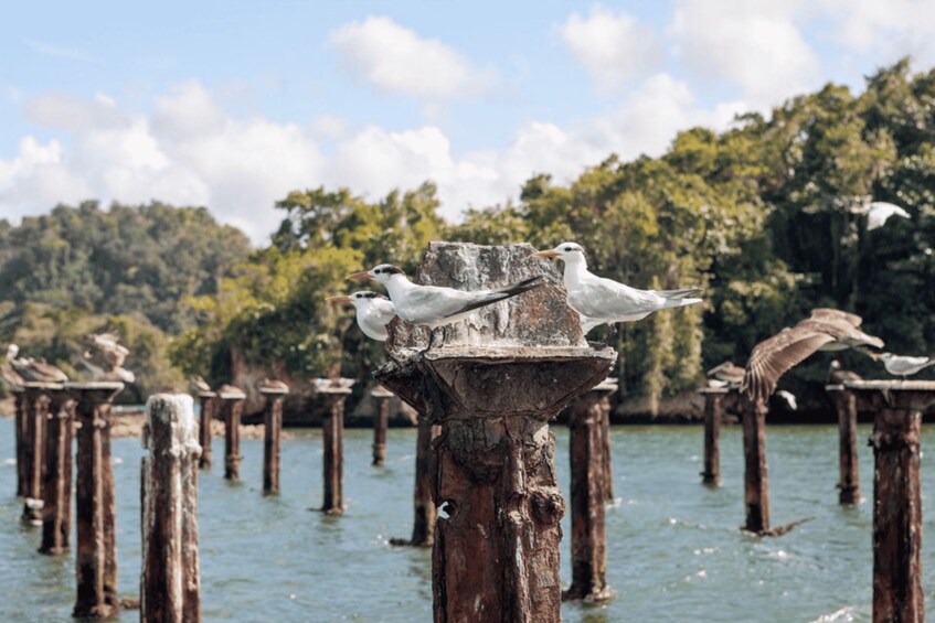 Seagulls perched on wooden posts in a body of water with a forested background. 4