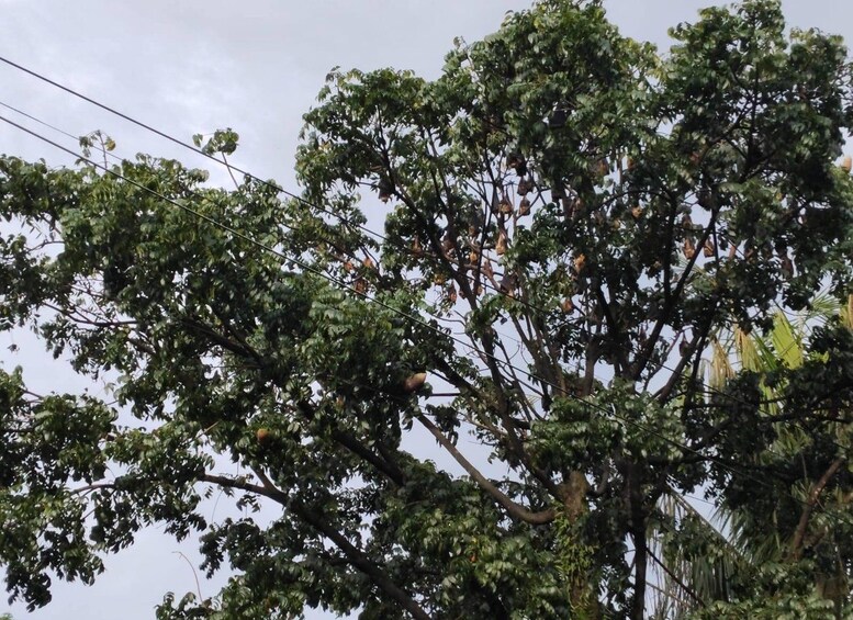 A tree with dense foliage and a bird perched on a branch. 4