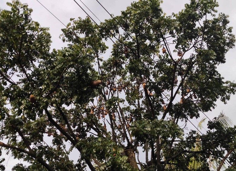 A tree with numerous fruits hanging from its branches. 2