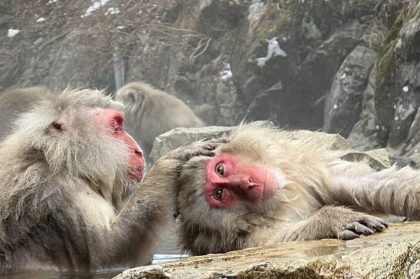 Two monkeys lying on a rock with a snowy background. 1