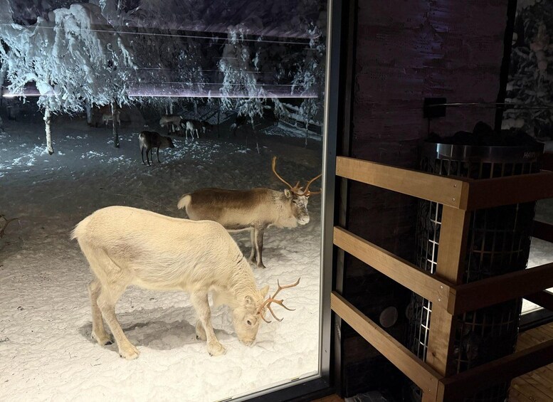 A glass enclosure with two reindeer grazing. 4