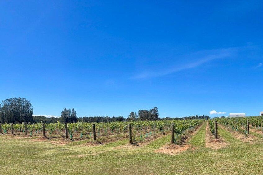 A vineyard with rows of grapevines under a clear blue sky. 4
