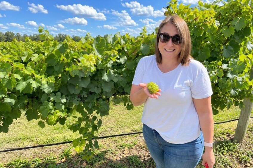 A person holding a grapevine in a vineyard. 3