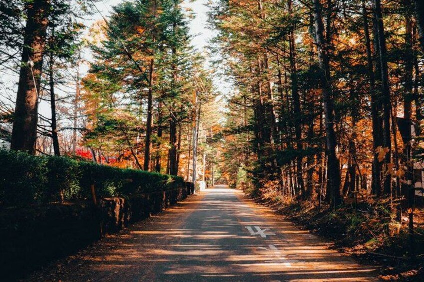 A forested road with tall trees and a clear path. 4