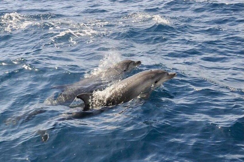 Two dolphins swimming in the ocean. 1