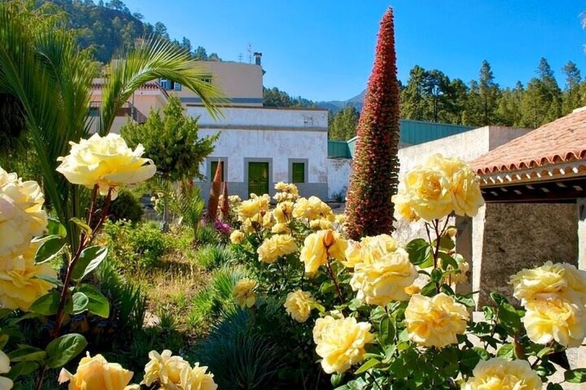 A garden with yellow roses, a tall conical plant, and a building with a tiled roof. 3