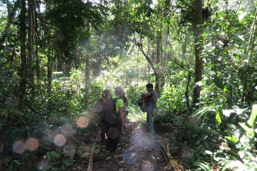 Tourists trek in Nam Ha National Protected Area on a sunny day