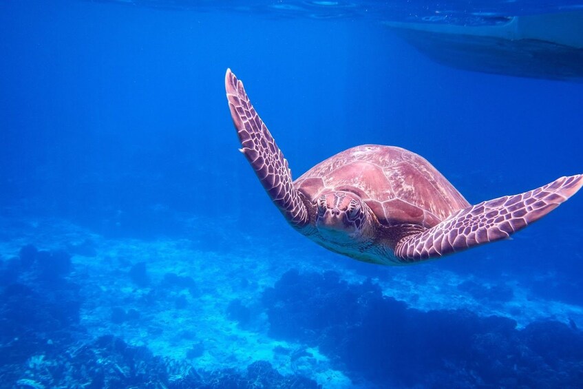 Sea turtle swimming off the coast of the Surin Islands