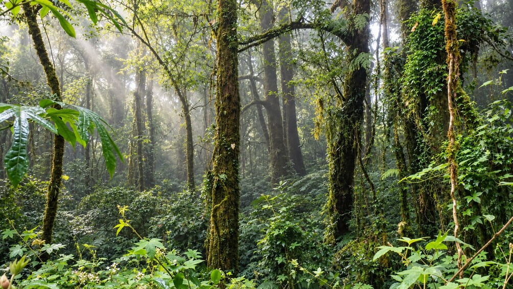 Doi Inthanon National Park Experience - Thailand’s Highest Peak 2