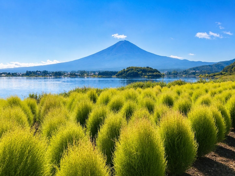 Tokyo: Mt. Fuji, Chureito Pagoda, Oshino Hakkai & Oishi Park 4
