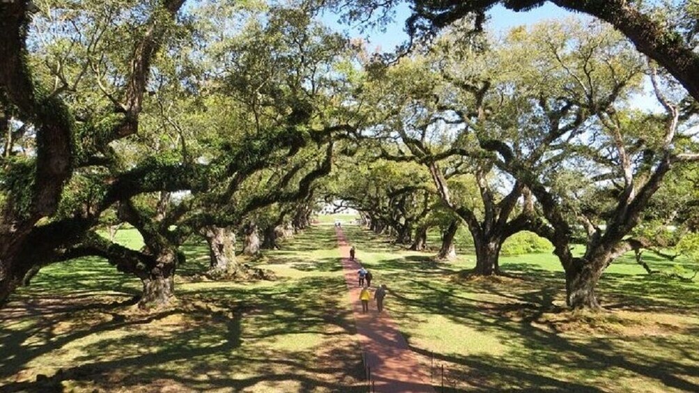 Guided Oak Alley Plantation & 3-Hour City Tour Combo