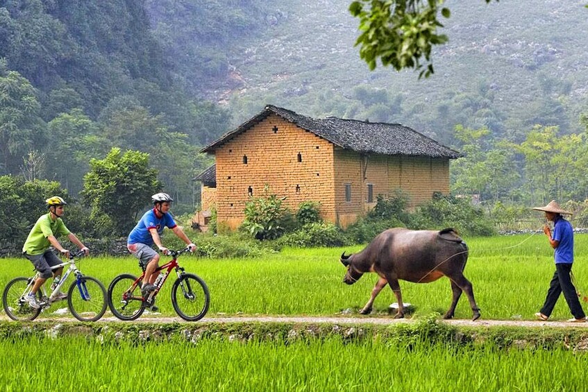 Tourists bike toward a man and his ox