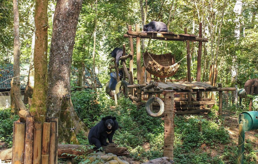 Black bears play on structure at Tat Kuang Si Bear Rescue Centre