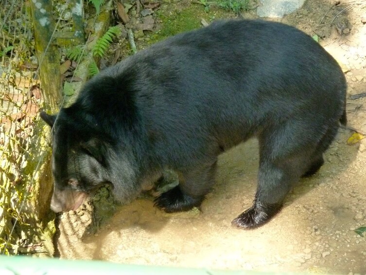 Closeup of black bear at Tat Kuang Si Bear Rescue Centre