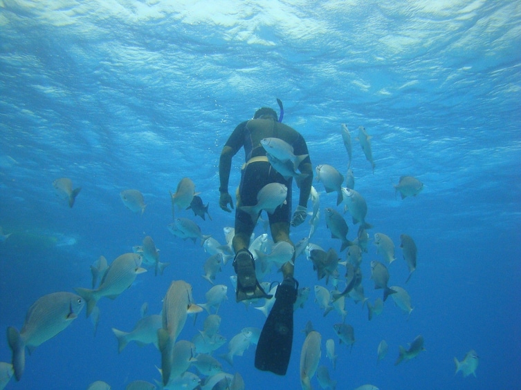 Manatí Tour in Semi Submarine