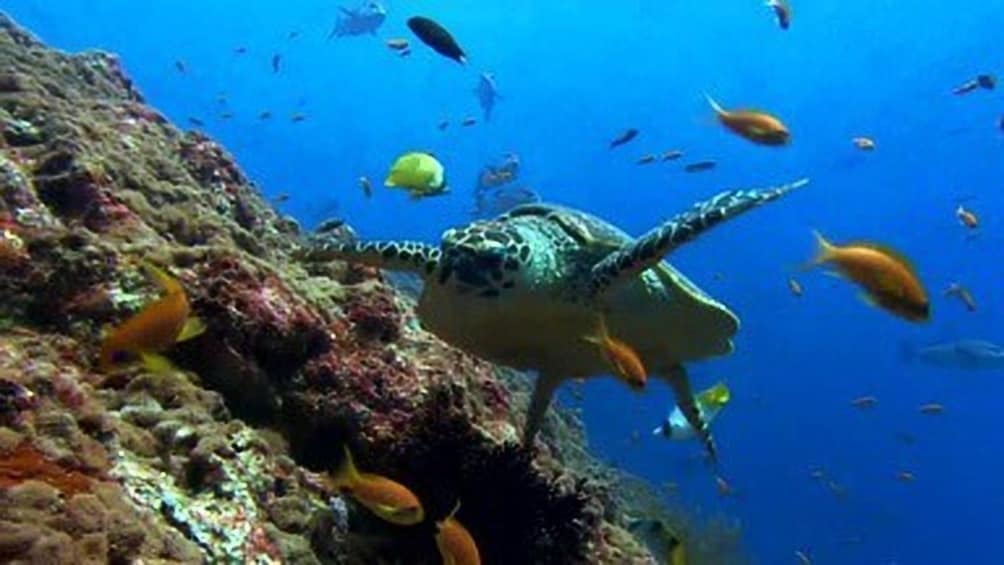 Manatí Tour in Semi Submarine