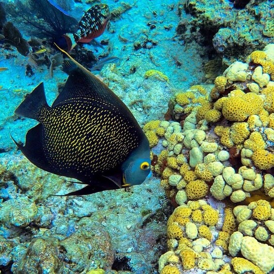 Key West Afternoon At The Reef Snorkeling Adventure with Open Bar! 3