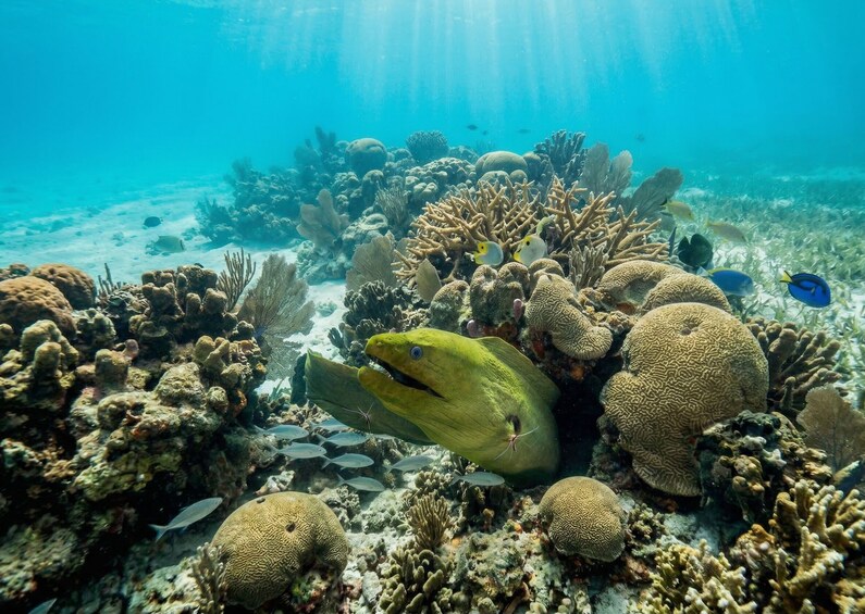 Key West Afternoon At The Reef Snorkeling Adventure with Open Bar! 4