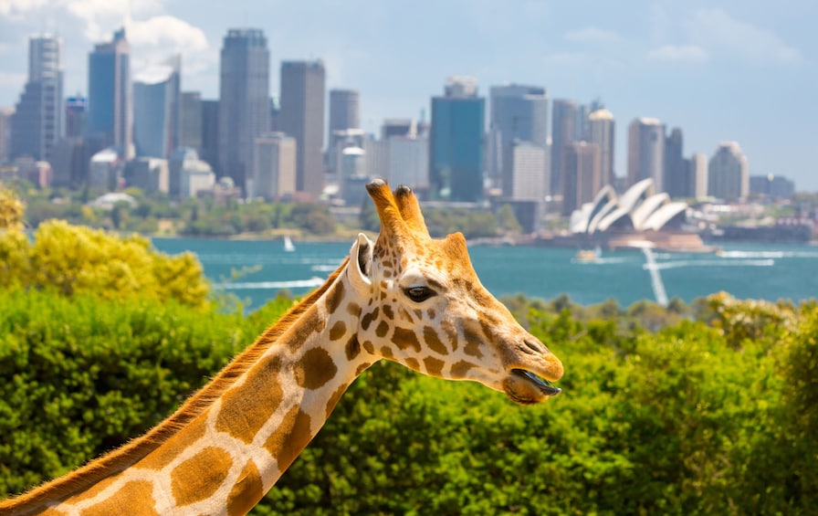 Taronga Zoo Ticket with Sydney Harbour Ferry Return 1
