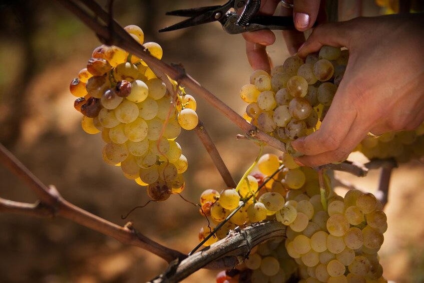 Verona: Amarone Wine Tasting Tour in Valpolicella